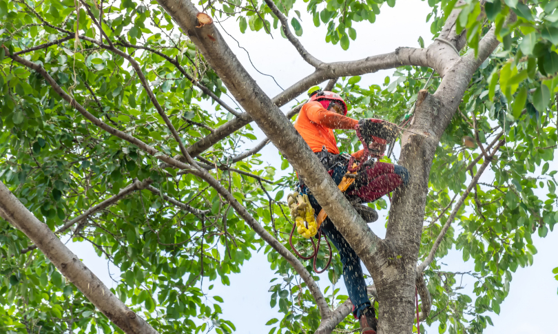 κοπη-δεντρων_3