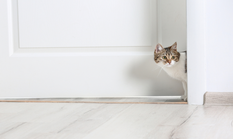 katikidio-diamersima-polikatikia