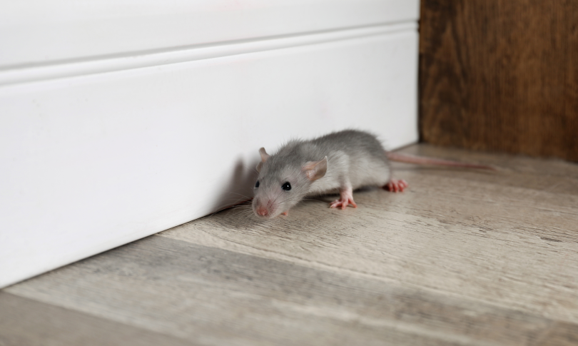 απολυμανση2